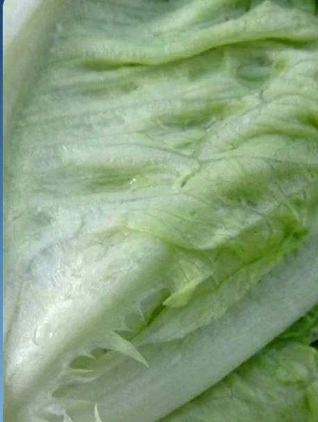 La même feuille de salade en macrophotographie, nette et dégagée après un cycle de nettoyage
