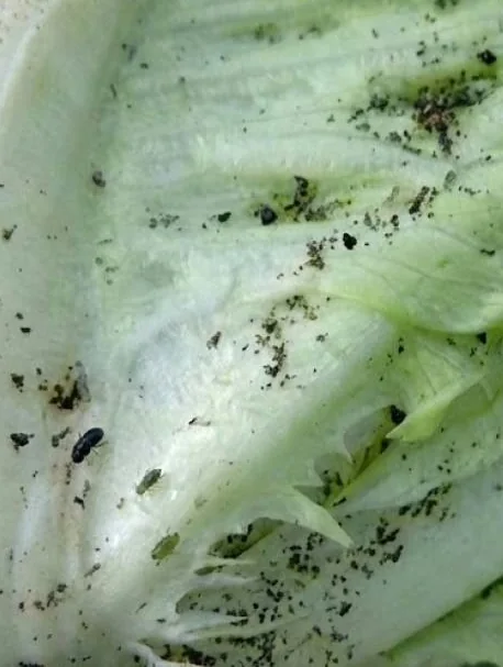 Macrophotographie d'une feuille de salade encore constellée de particules de terre après un rinçage